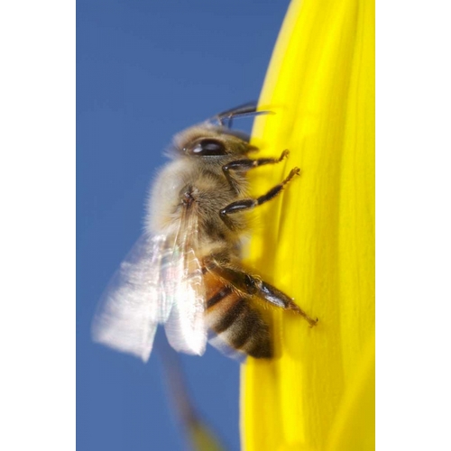 USA, California, San Diego, Honey Bee taking off
